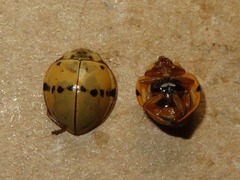 Psyllobora abancayana