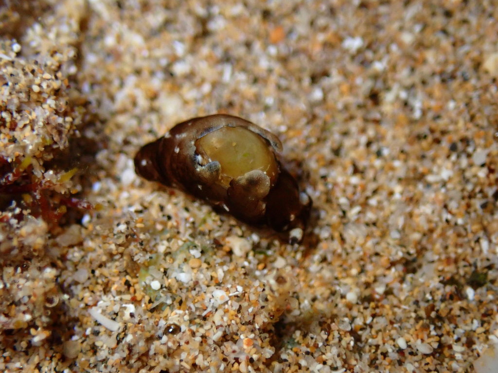 Aplysia elongata