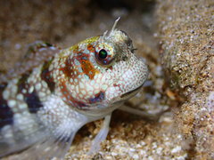 Humpheaded Blenny photo 5