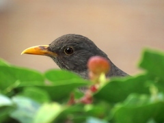 Turdus merula merula