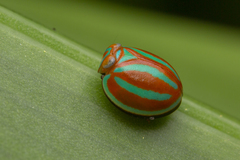 Hemisphaerius coccinelloides