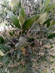 Olea europaea