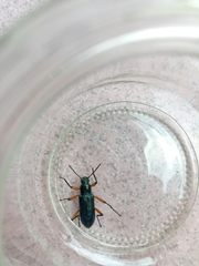 Strongylium erythrocephalum