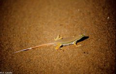 Meroles cuneirostris