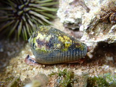 Conus catus