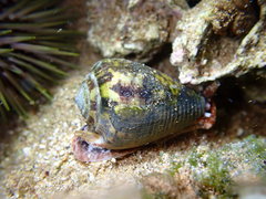 Conus catus