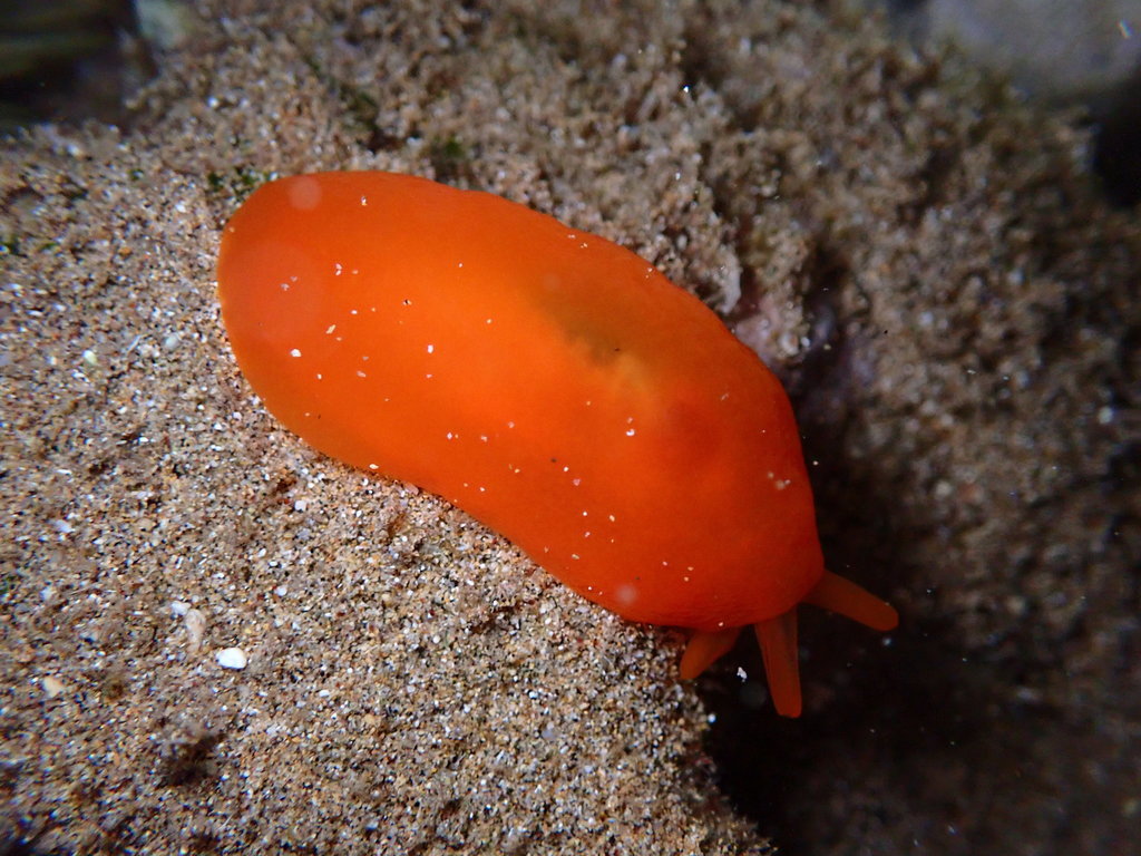 Orange Gumdrop