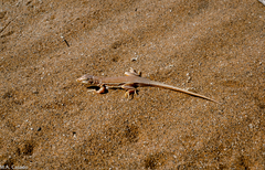 Meroles cuneirostris