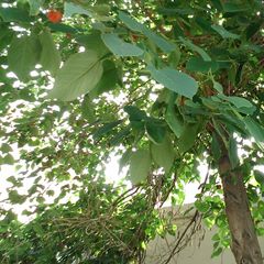 Broussonetia papyrifera