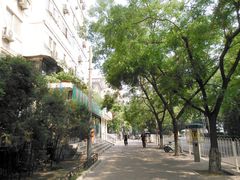 Broussonetia papyrifera