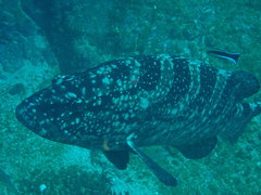 Epinephelus daemelii