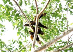 Chalcopsitta duivenbodei