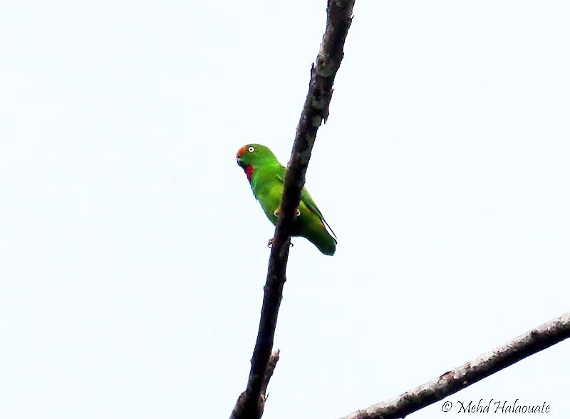 Orange-Fronted Hanging Parrot