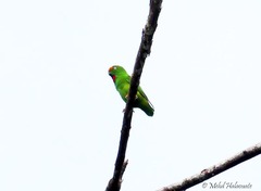 Loriculus aurantiifrons