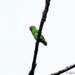 Papuan Hanging-Parrot - Photo (c) Mehd Halaouate, some rights reserved (CC BY-NC), uploaded by Mehd Halaouate