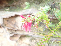 Epacris reclinata