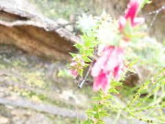 Epacris reclinata