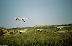 Phoenicopterus roseus
