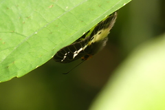 Gerosis phisara