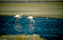 Phoenicopterus roseus