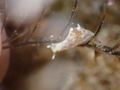 Aplysia elongata