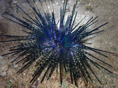 Echinothrix