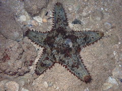 Asteropsis carinifera