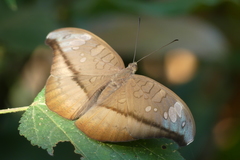 Tanaecia cocytus