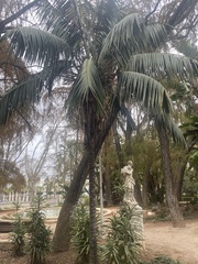 Arecaceae