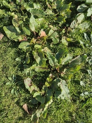 Rumex obtusifolius