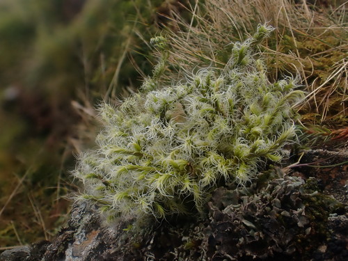 Racomitrium lanuginosum