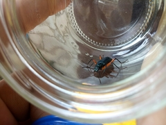 Strongylium erythrocephalum