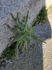 Asteraceae