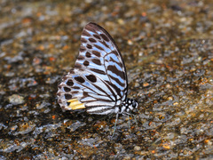Graphium delessertii