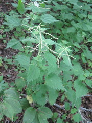 Urtica laetevirens