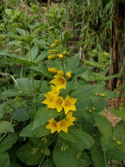 Lysimachia punctata