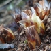 Dactylanthus taylorii - Photo 由 Marti 所上傳的 (c) Marti，保留部份權利CC BY-NC