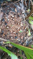 Dactylanthus taylorii