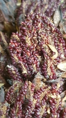 Dactylanthus taylorii