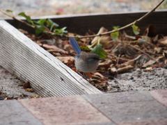 Malurus splendens splendens