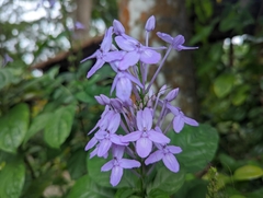 Pseuderanthemum graciliflorum