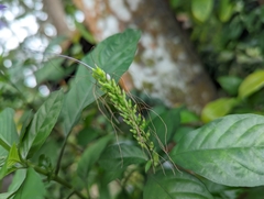Pseuderanthemum graciliflorum