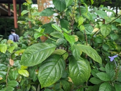 Pseuderanthemum graciliflorum