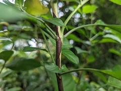 Pseuderanthemum graciliflorum