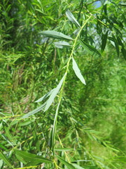 Salix miyabeana