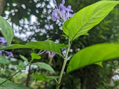 Pseuderanthemum graciliflorum
