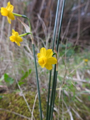 Narcissus willkommii