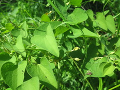 Aristolochia contorta