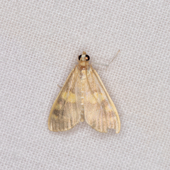 Rehimena surusalis