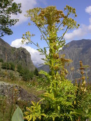 Pleurospermum austriacum